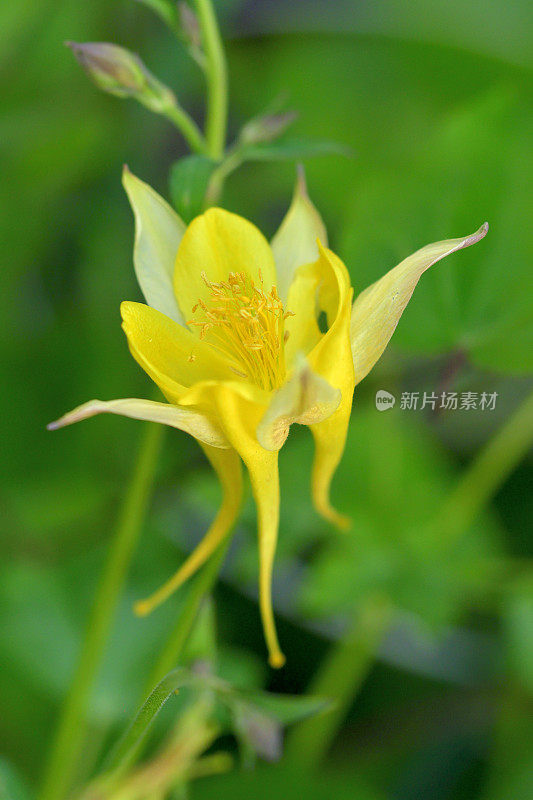 水仙花/耧斗菜花